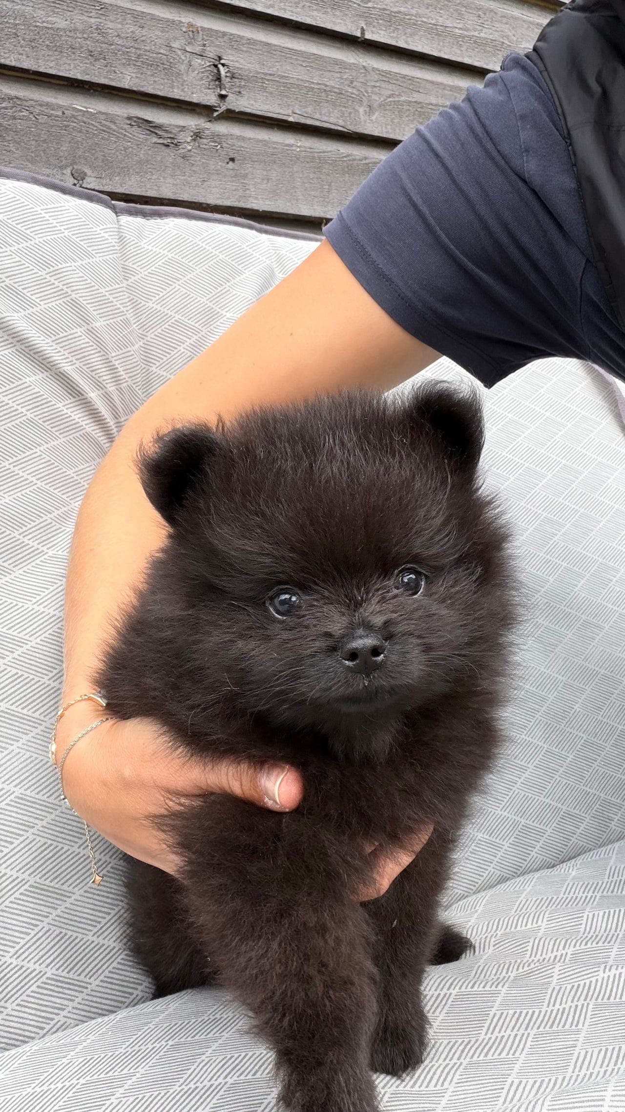 Valper pomeranian spitz, tispe gutt