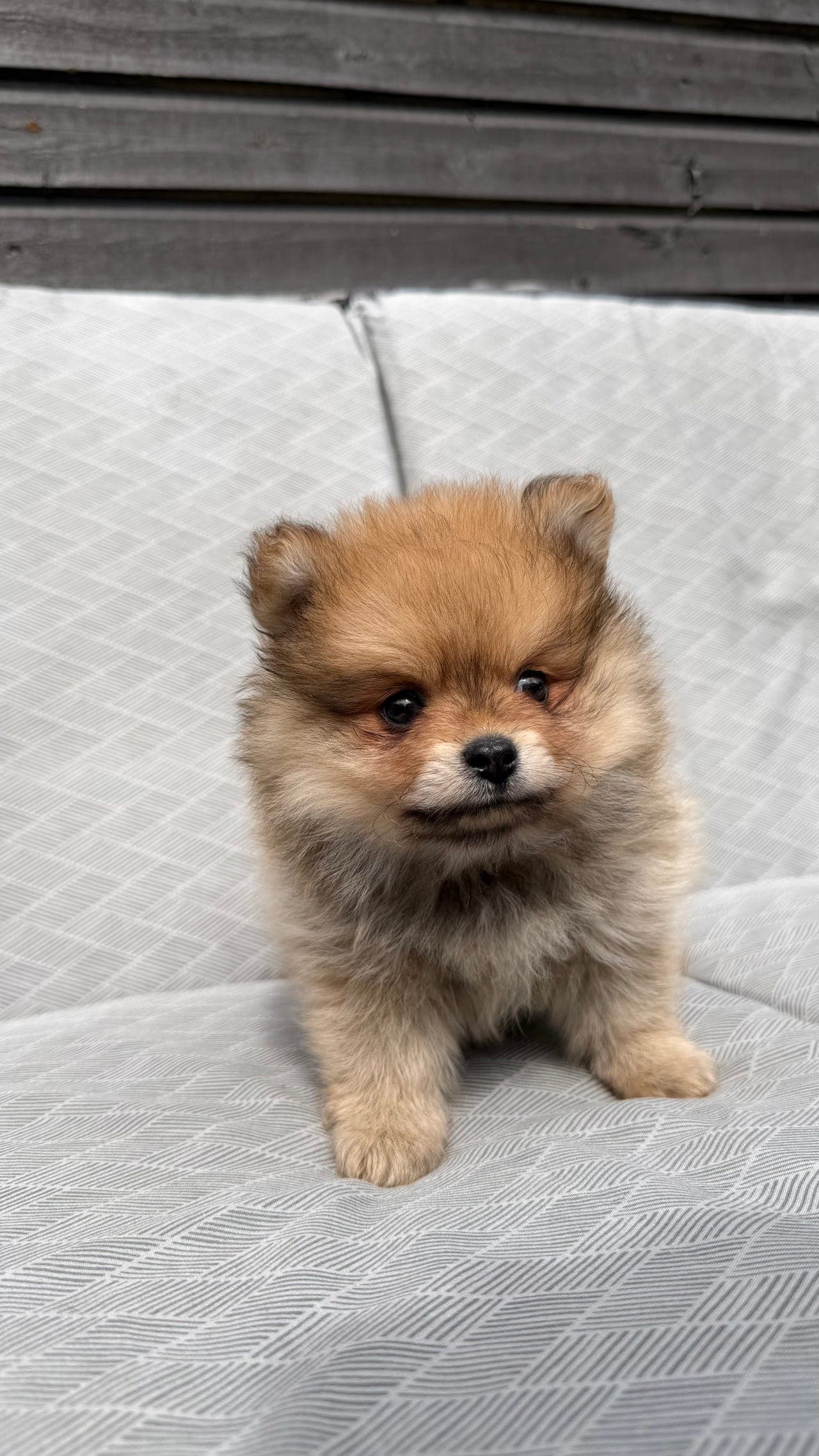 Valper pomeranian spitz