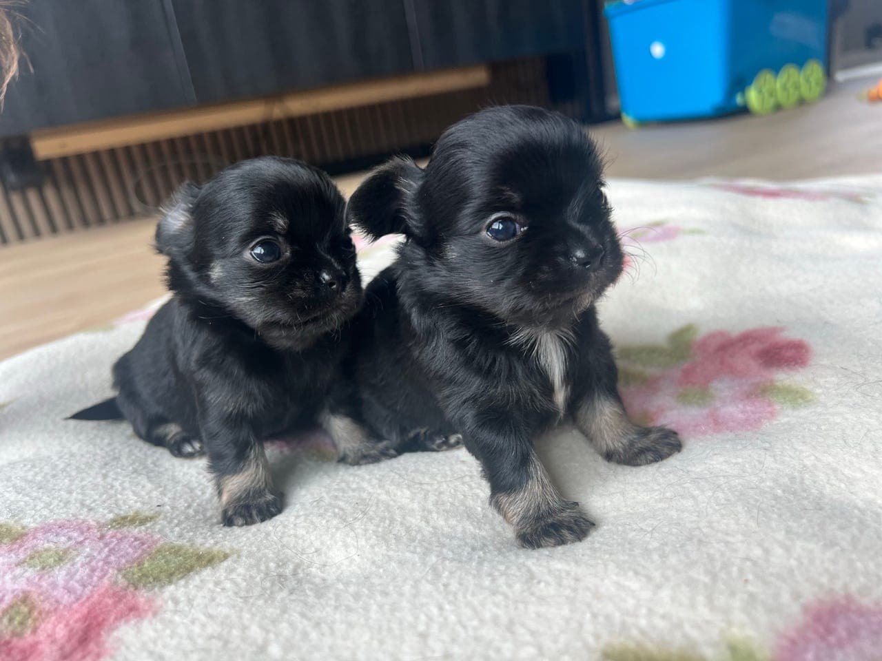 Chihuahua valper
