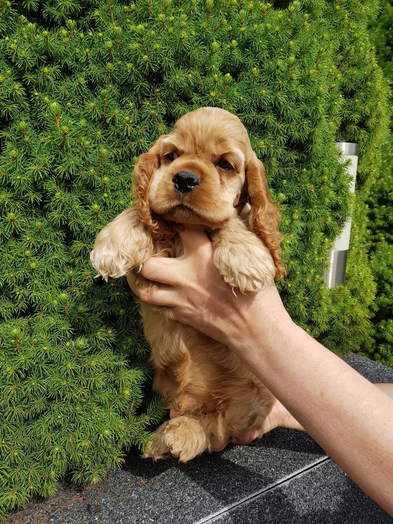Amerikansk cocker spaniel valper.