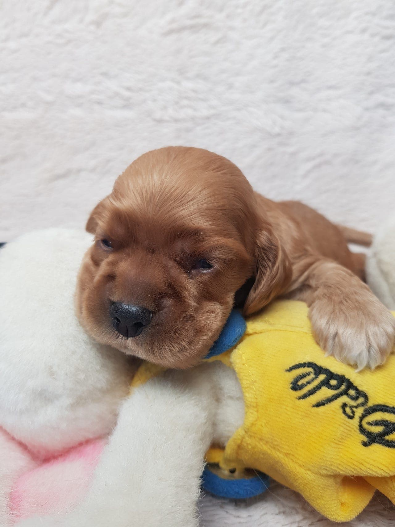 Amerikansk cocker spaniel valper.
