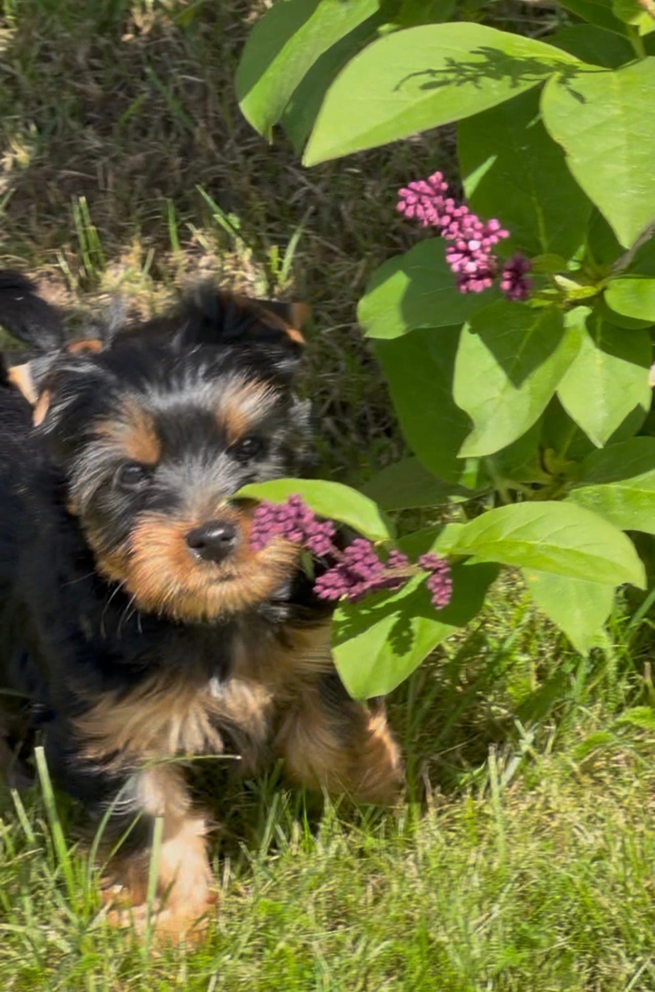 Silky Terrier valper selges.