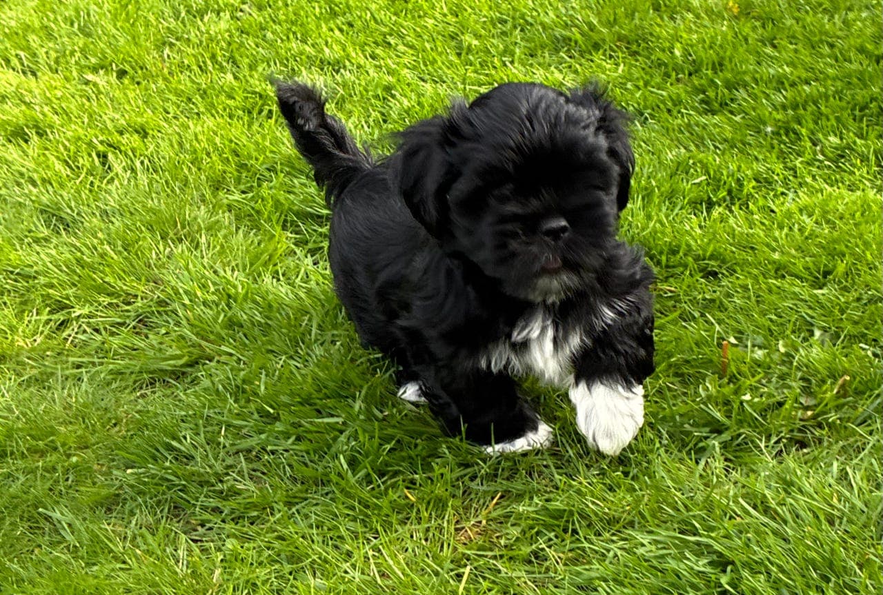 Nydelig Lhasa Apso gutt