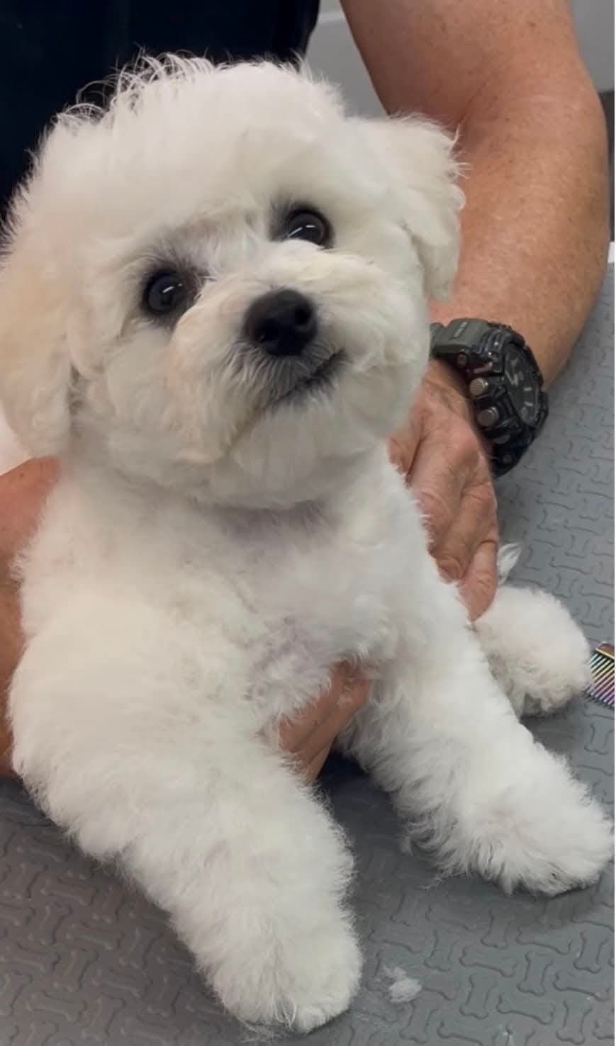 Bichon Frise’ valp