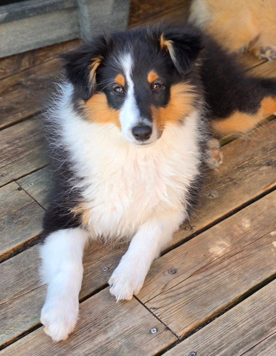 Shetland Sheepdog tispe på avtale