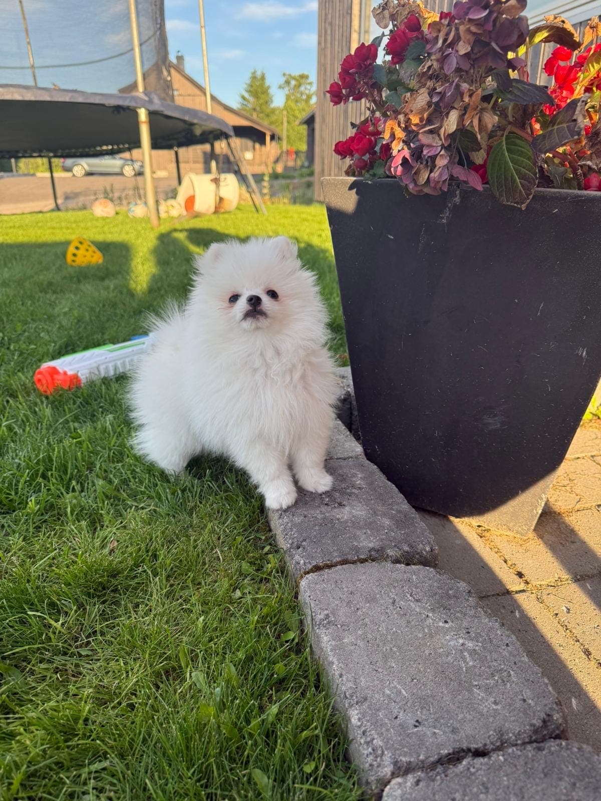 Pomeranian gutt