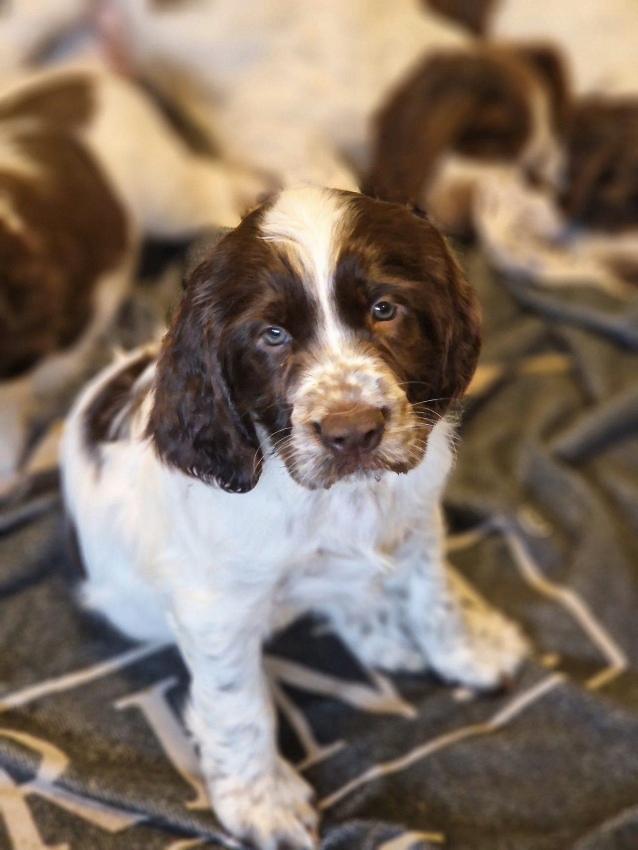 engelsk springer spaniel