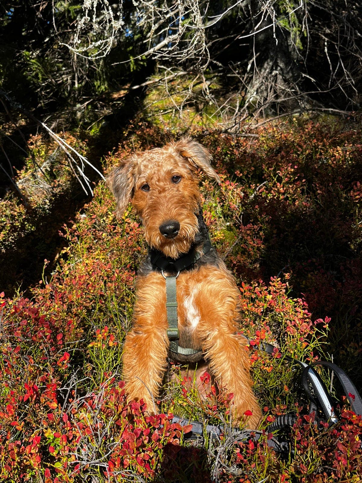 Airedale terrier tispe