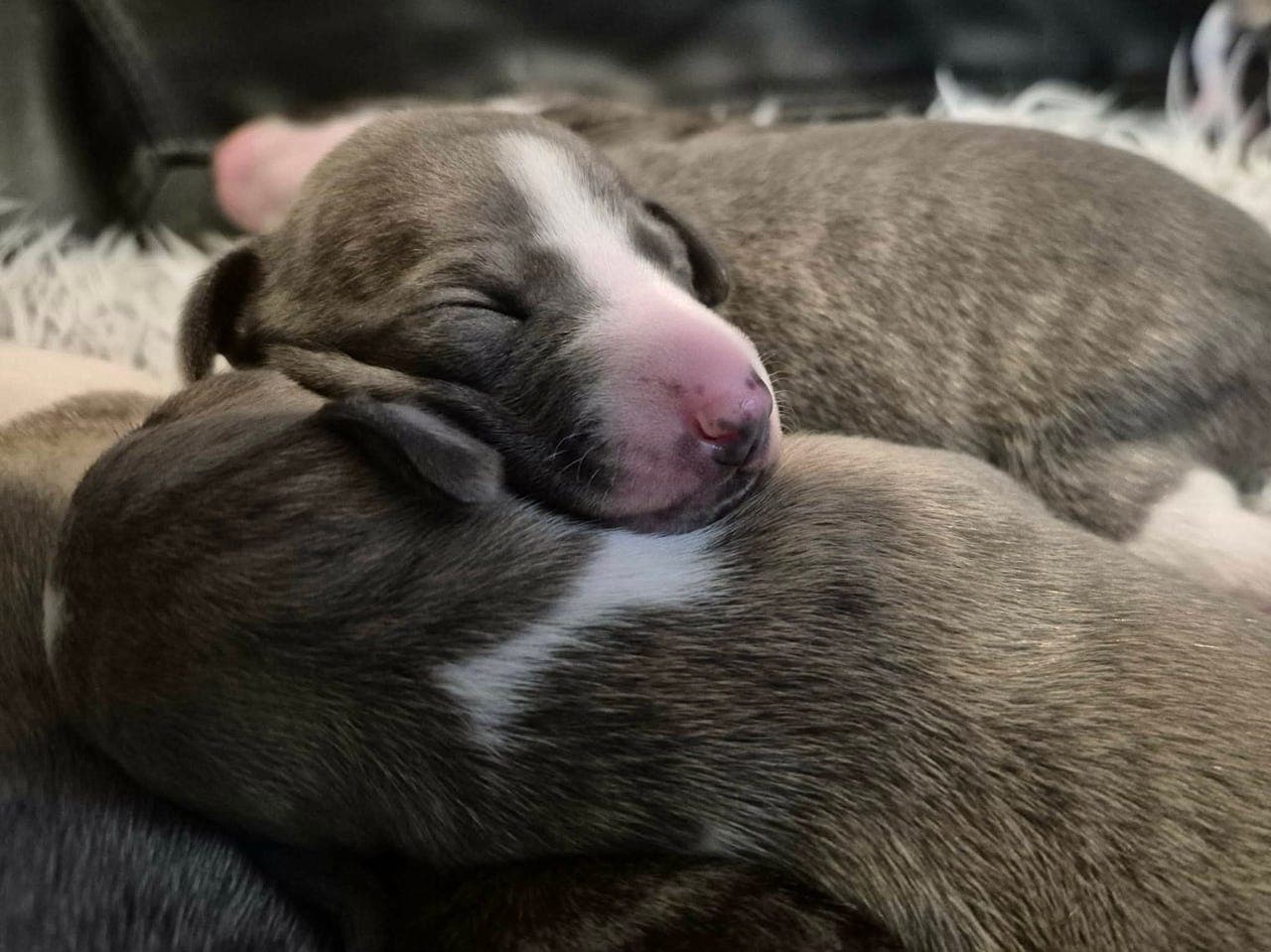 Nydelige Whippet valper