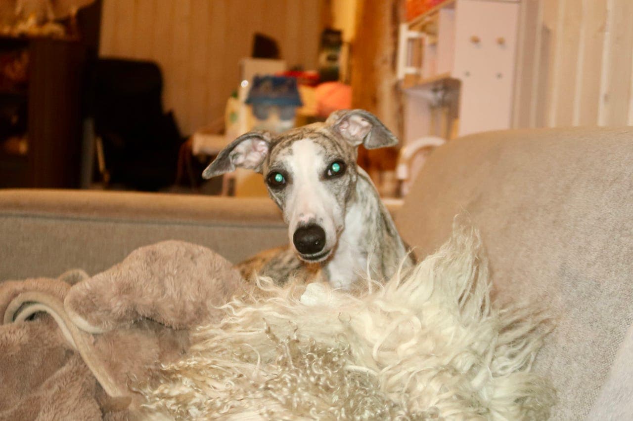 whippet søker midlertidig hjem
