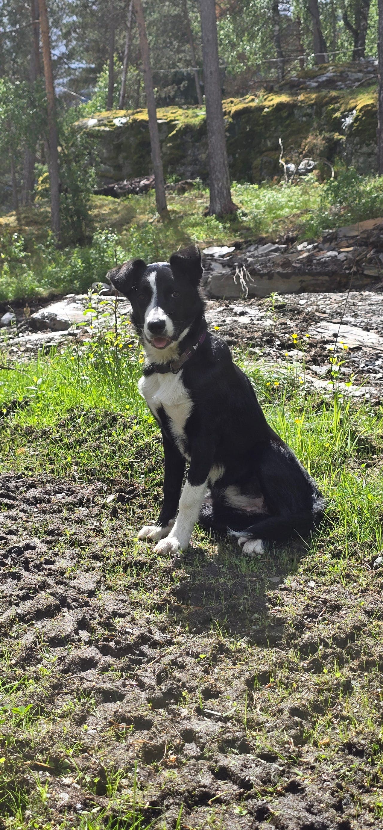 Fin Border Collie tispe unghund