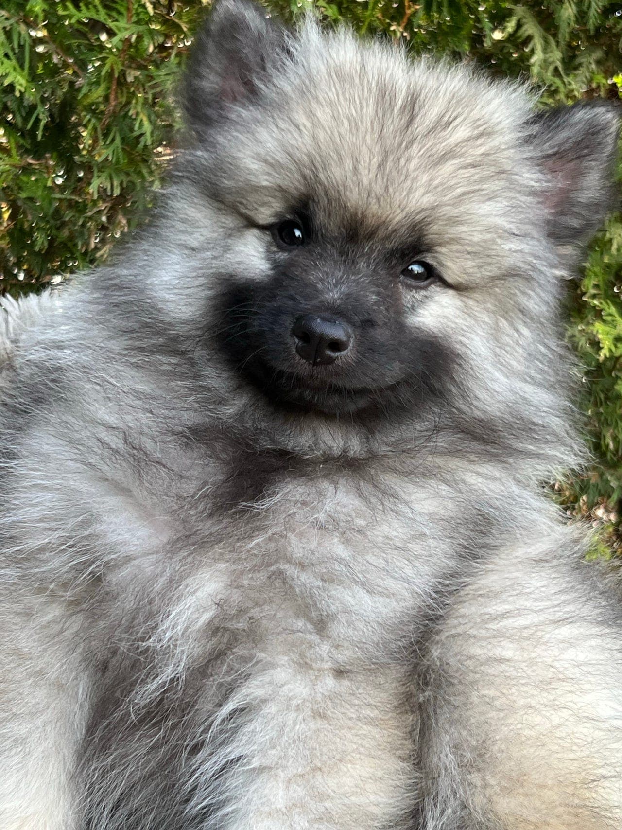 Keeshond valper .