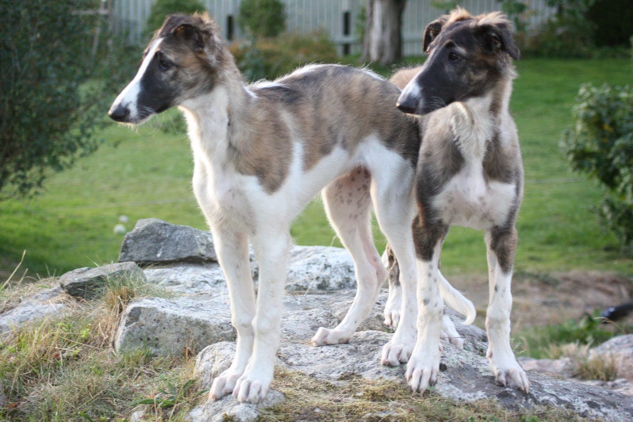 Borzoi valper