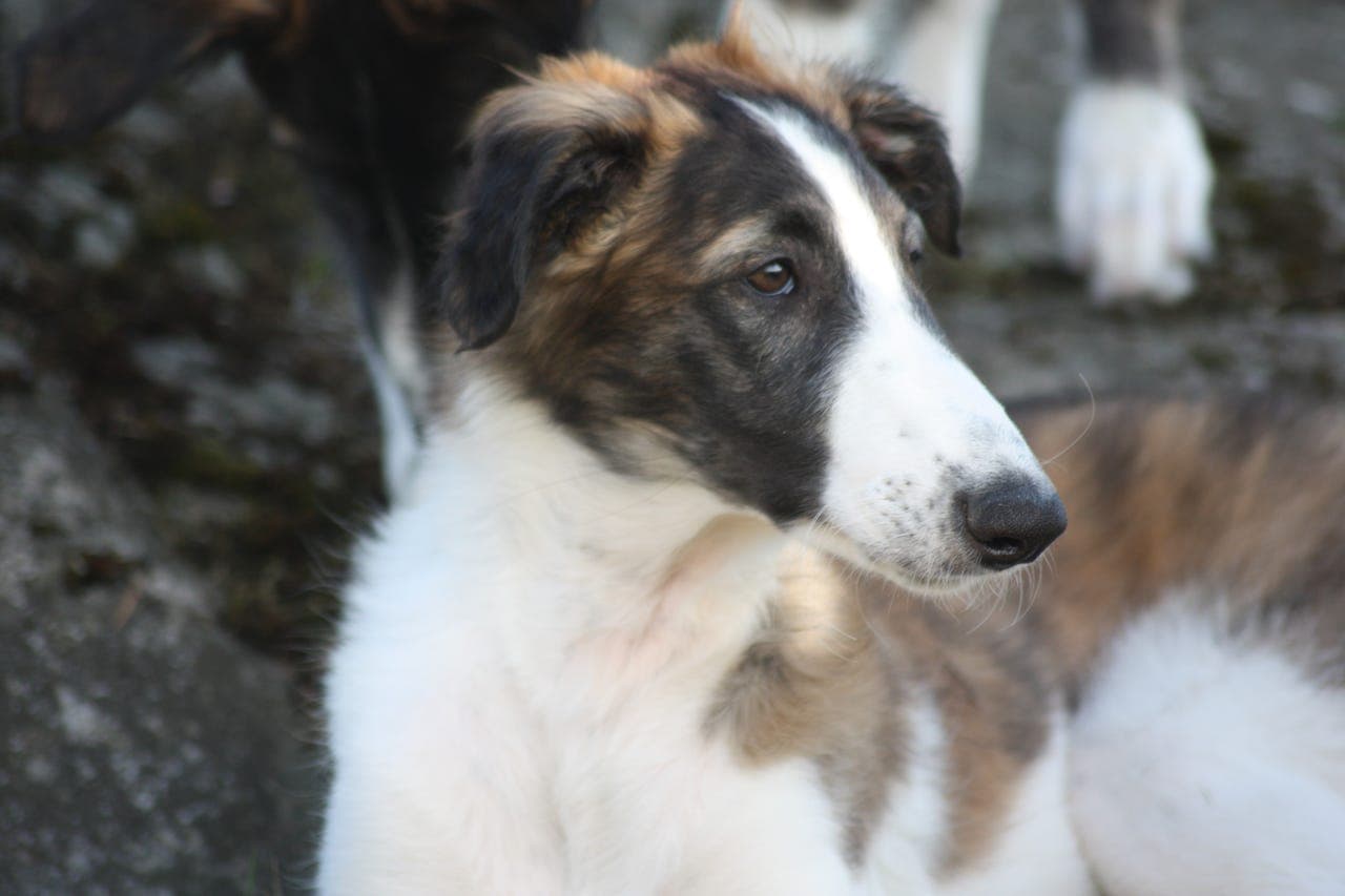 Borzoi valper