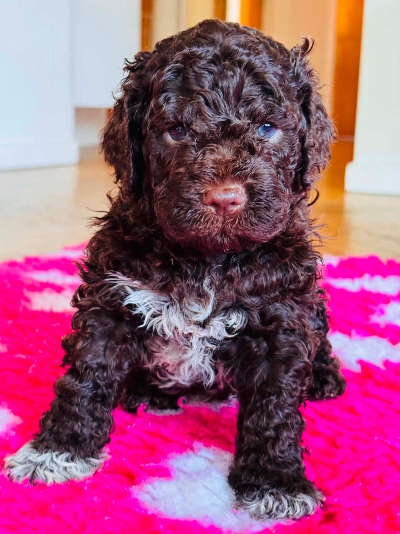 Svært flott Lagotto Romagnolo valp til salgs!