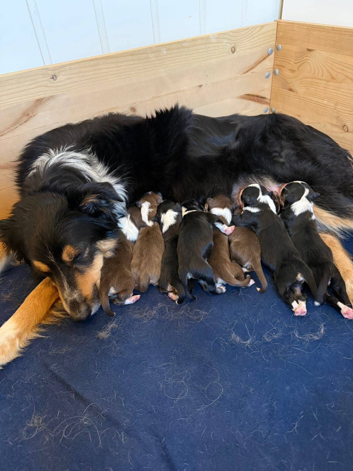 Border Collie valper, reg. NKK og ISDS