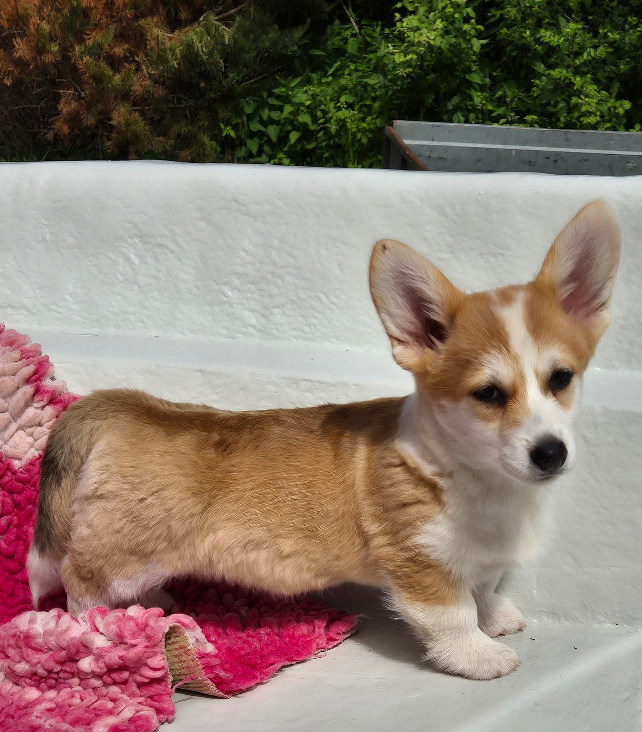Welsh corgi pembroke tispe