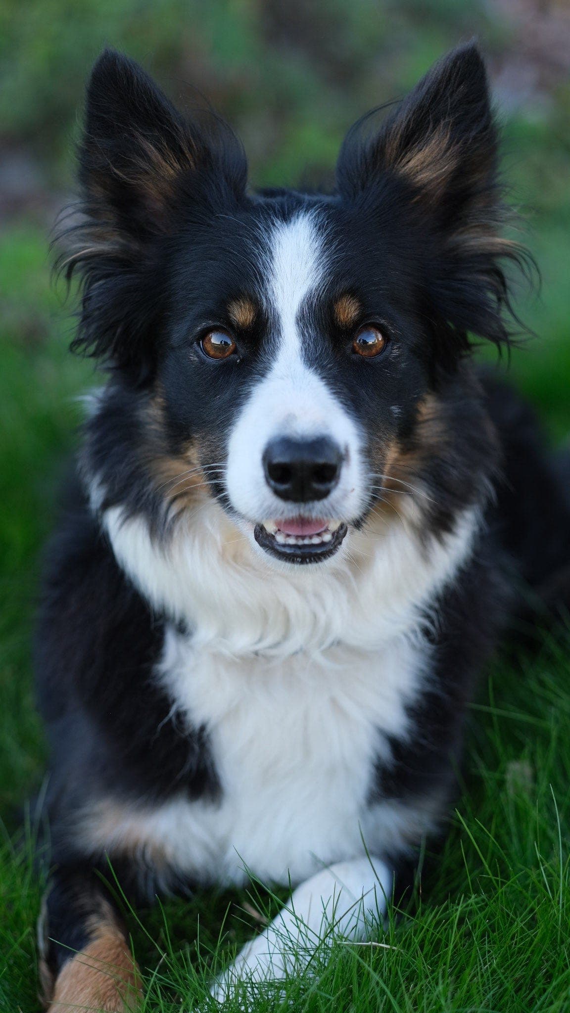 Border Collie tispe