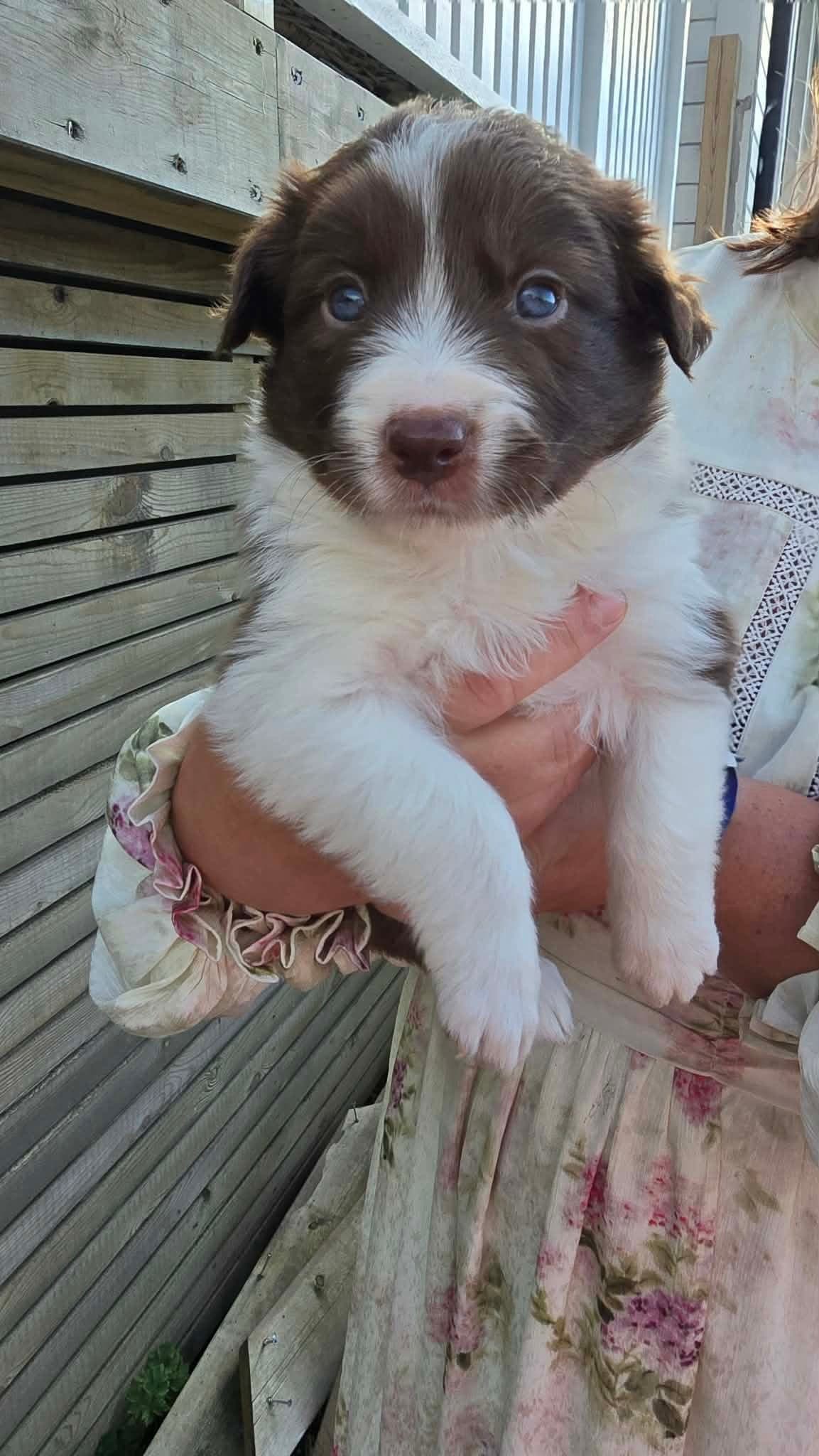 Border collie tispe valp selges