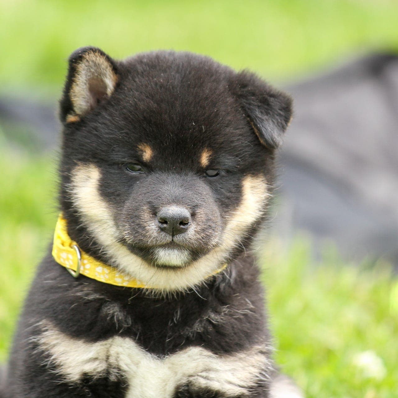 Shiba valp Black/Tan