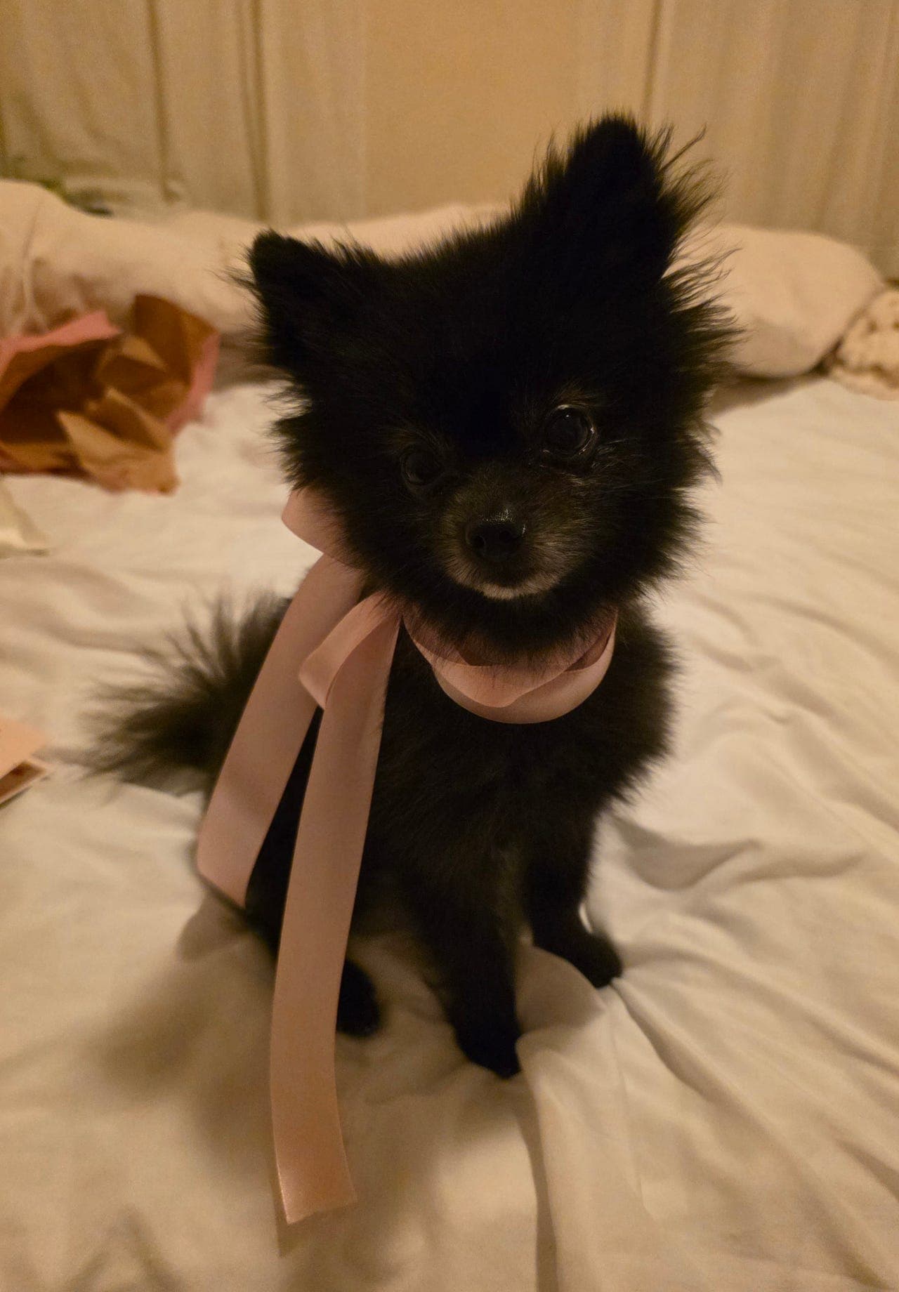 Liten pomeranian søker avlastningshjem