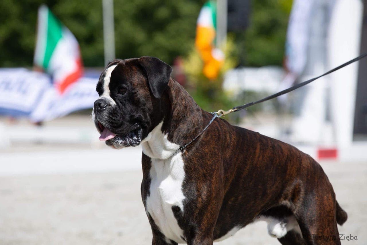 2 flotte boxervalper igjen fra et nydelig kull på 8❤️
