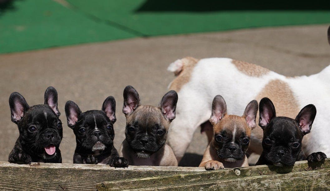 Fransk Bulldog Valper