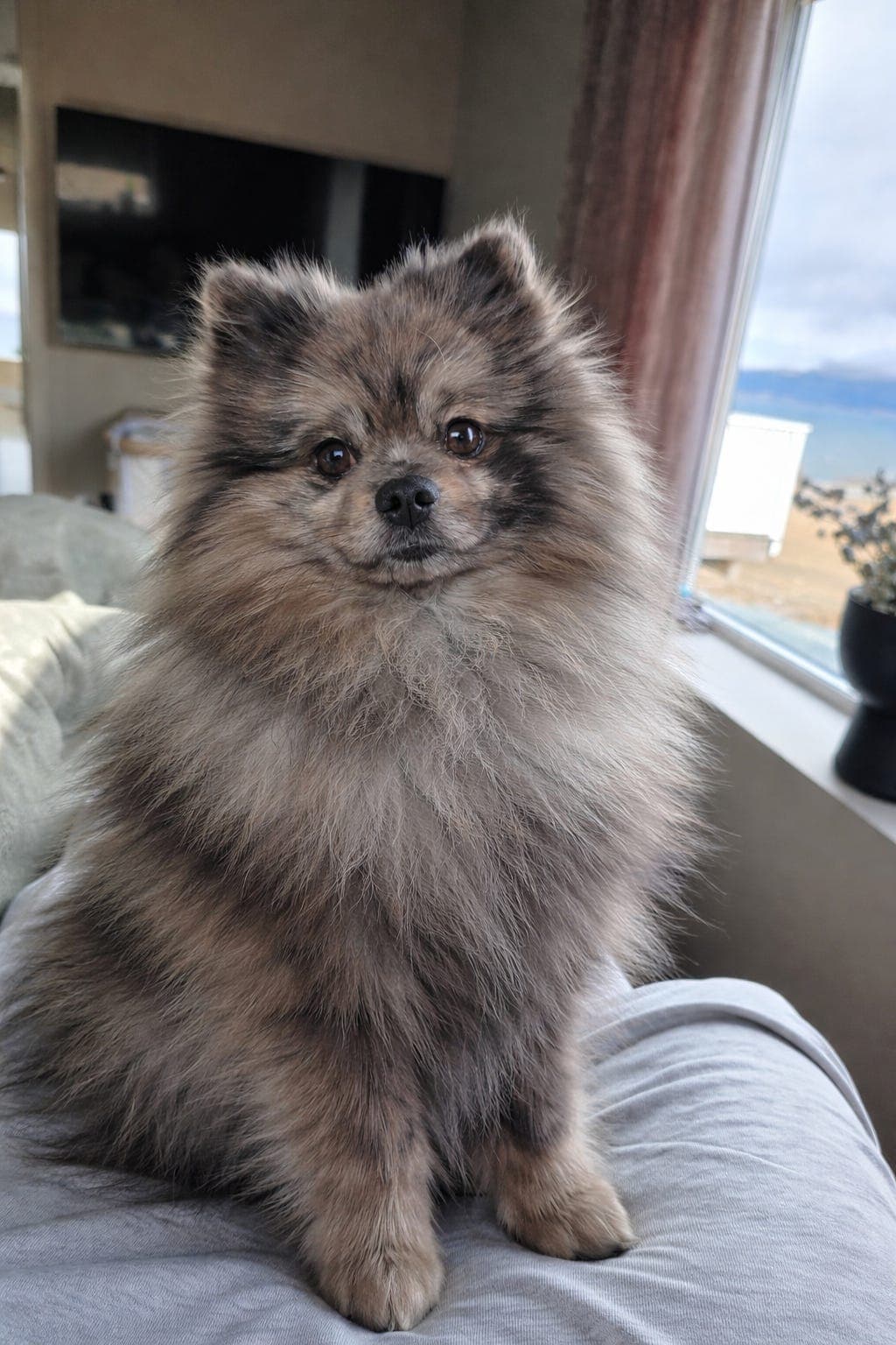 Pomeranian søker ny familie