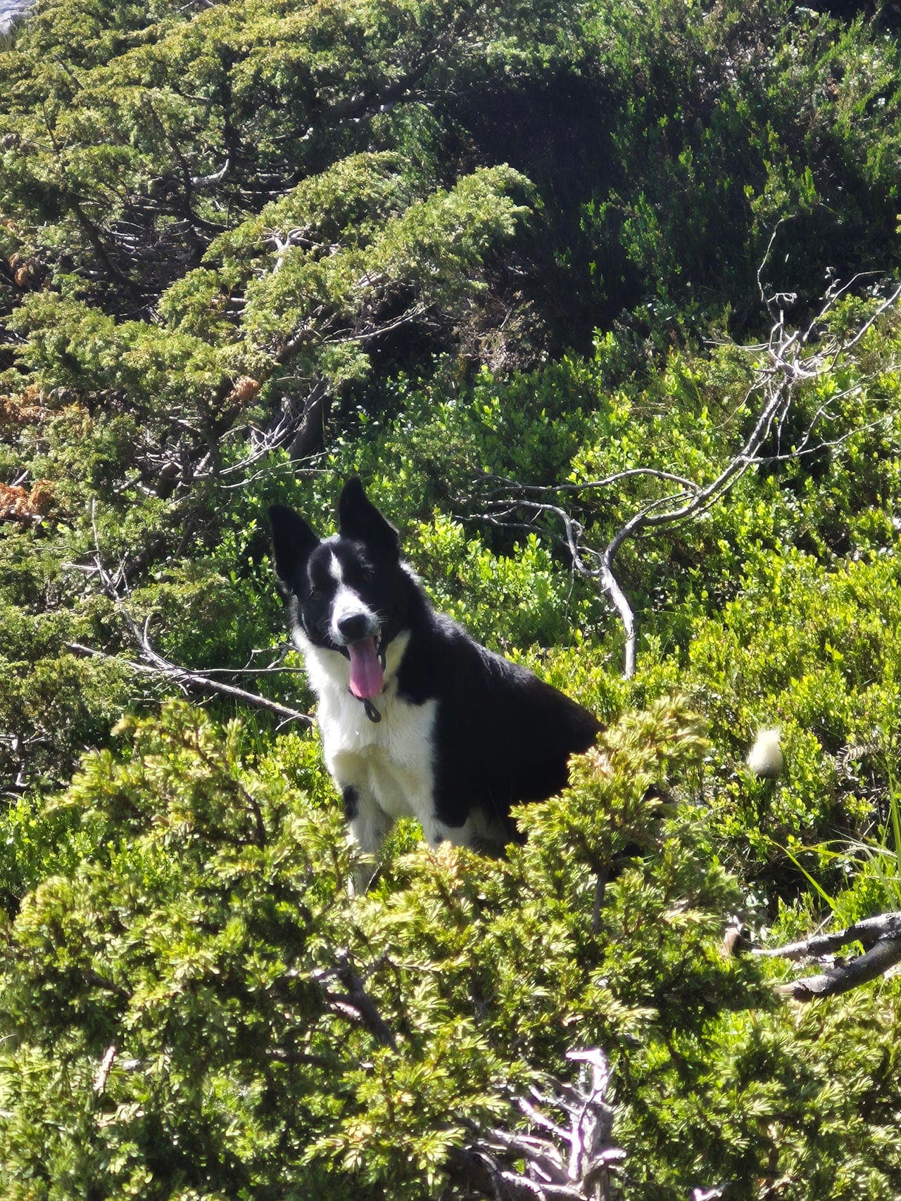 border collie-hannhund