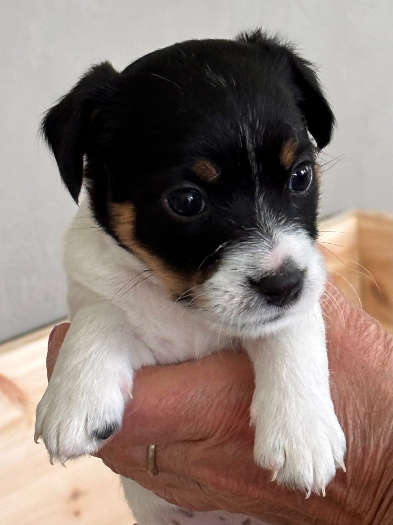 Jack Russell Terrier hunnvalper til salgs