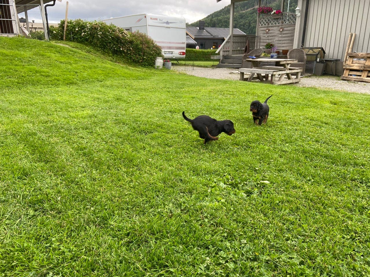 Gordon setter valper til salgs - ledig tispe og hannhund