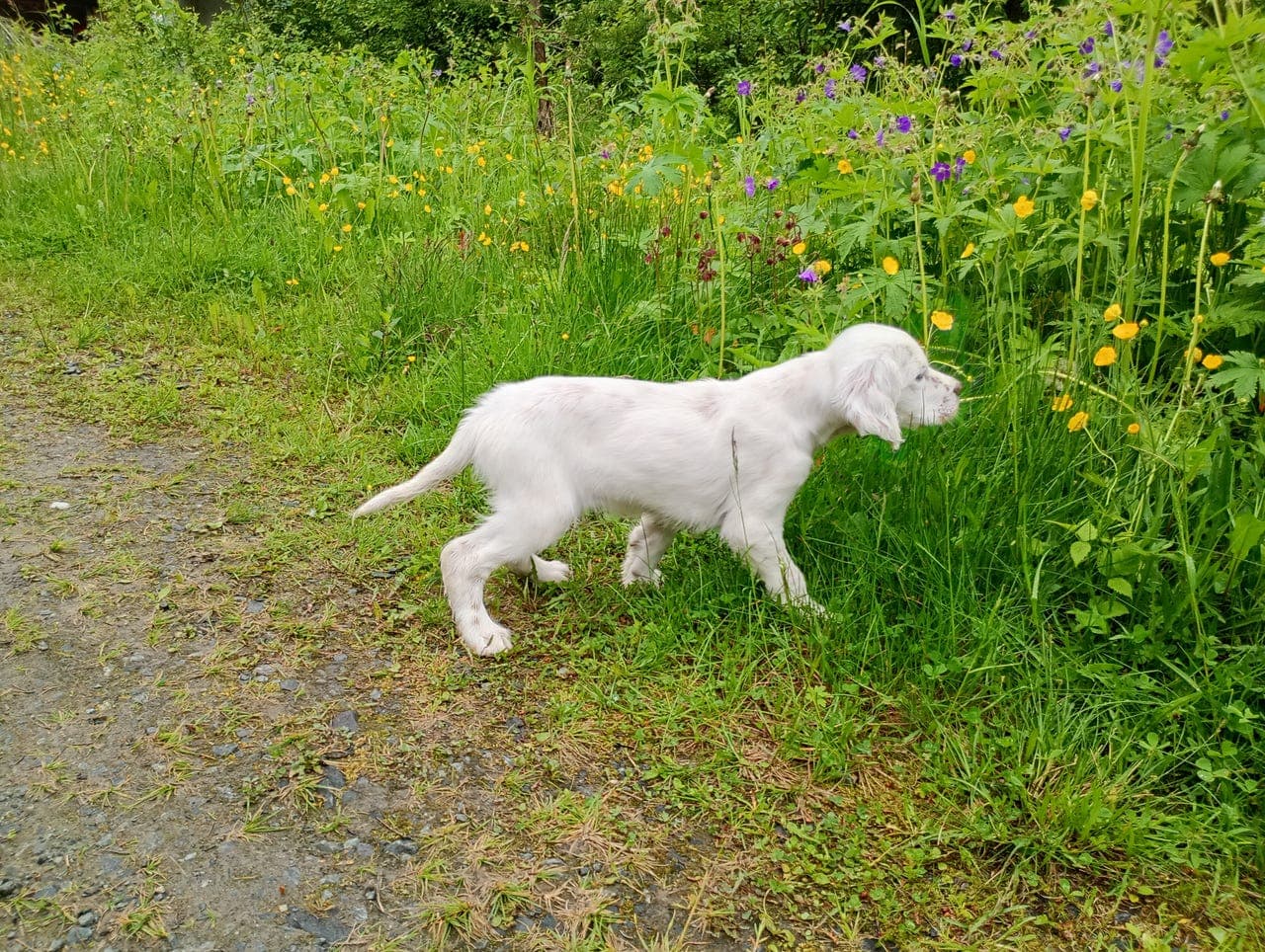 Engelsk setter hannvalp
