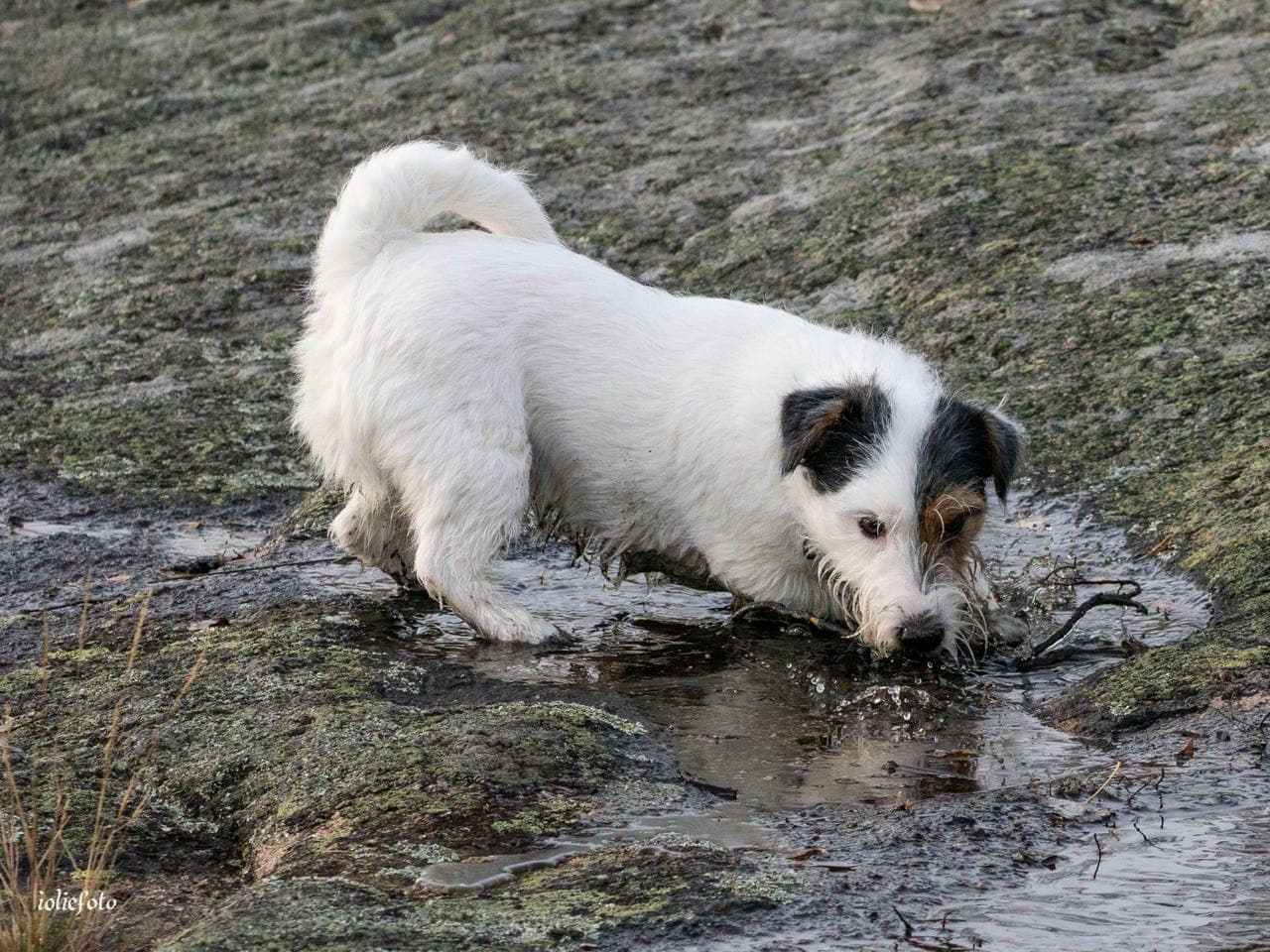 Jack russell tispe snart 4 år vurderes omplassert pga sykdom