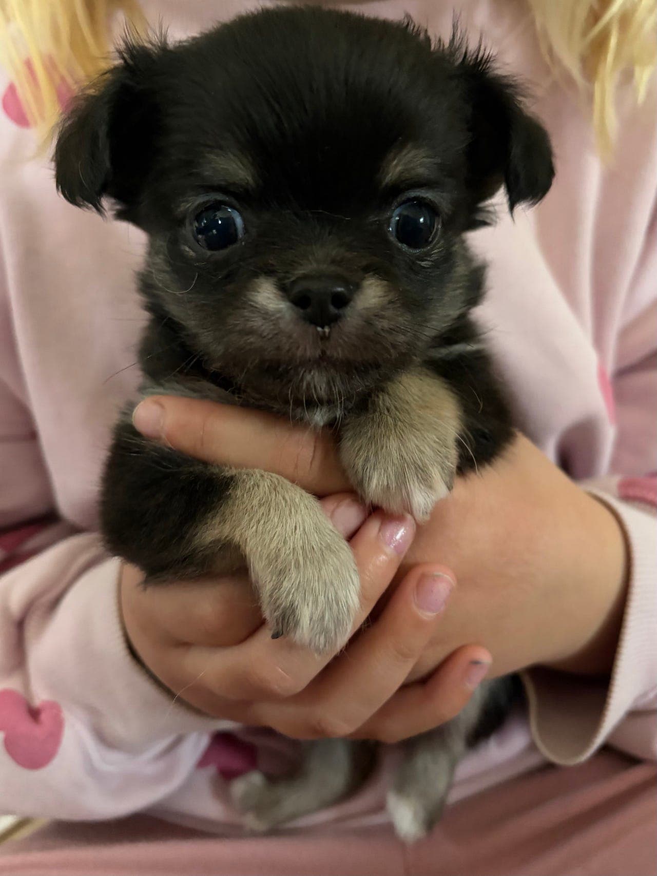 2 Herlige langhåret Chihuahua gutter med stamtavle er ledige.