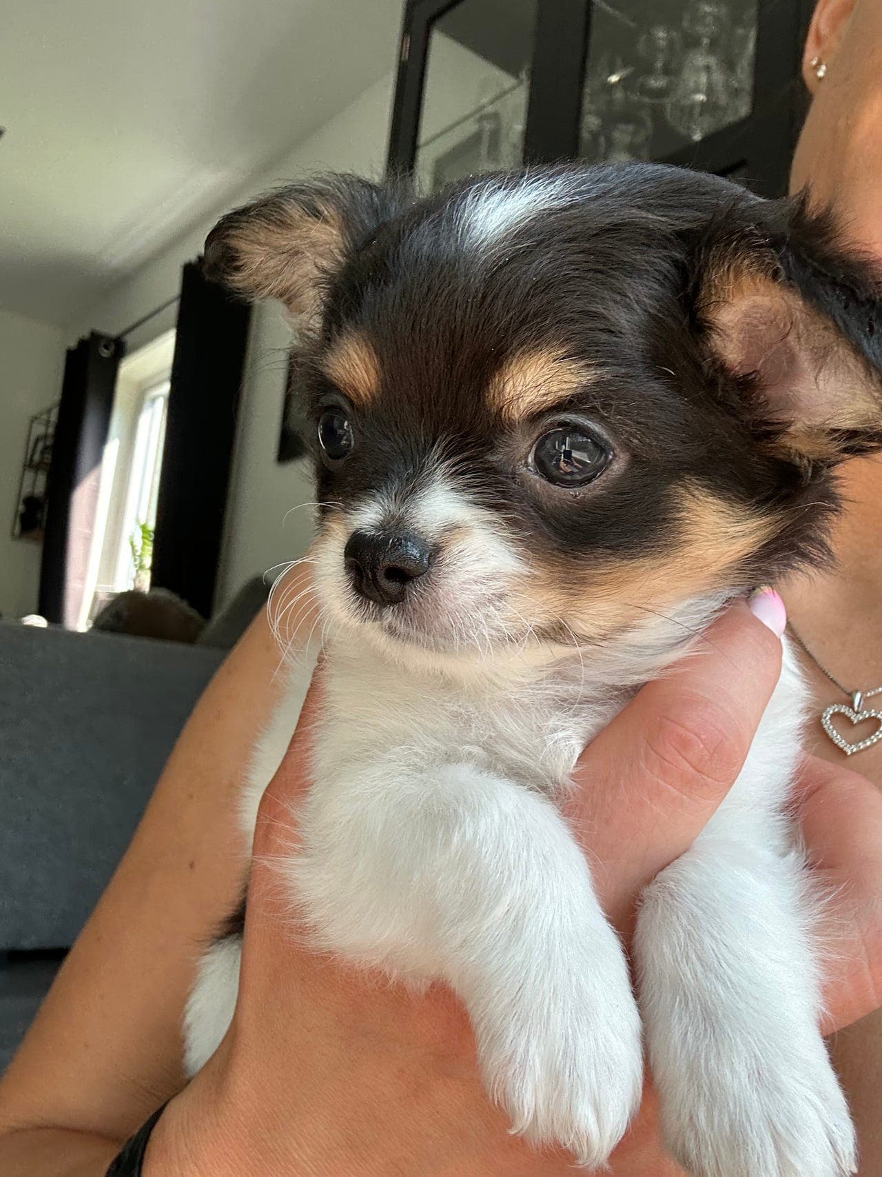 NKK registrert Chihuahua valper leveringsklar ( 3 solgt, 1 reservert)