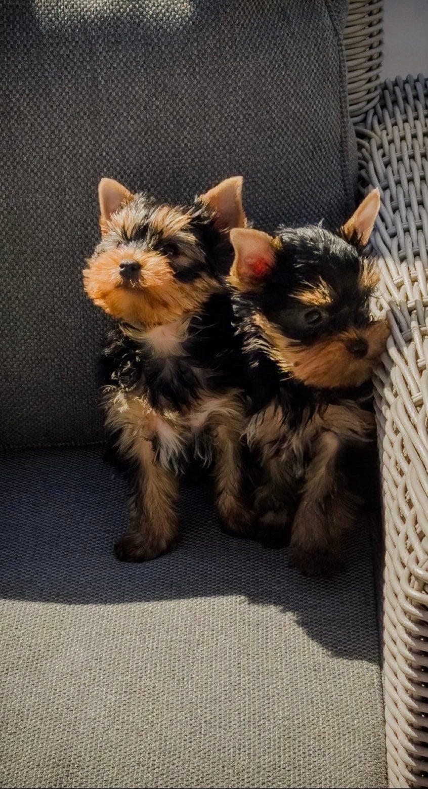 Nydelige Yorkshire Terrier valp til salgs