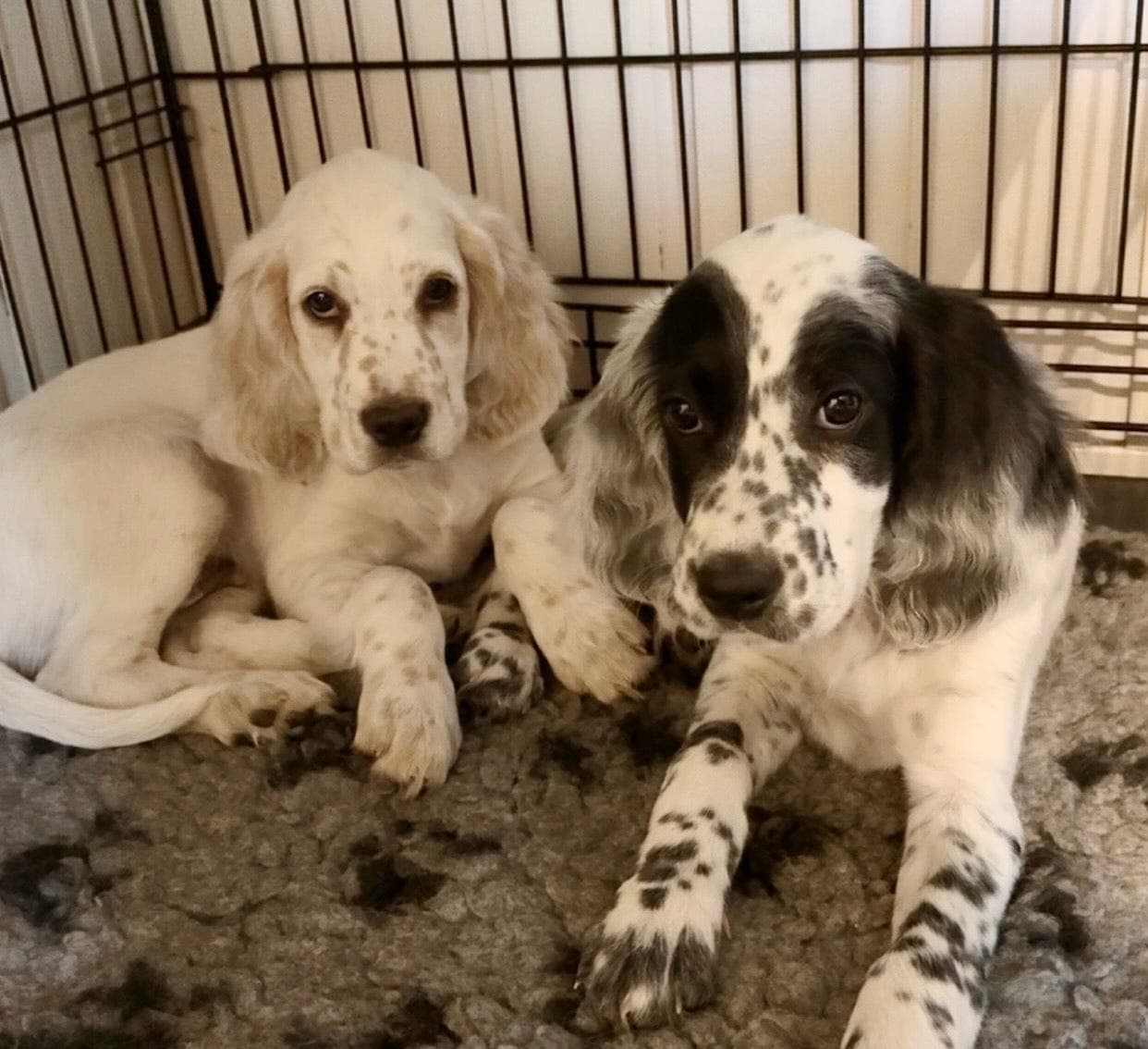 Leveringsklare Engelsk setter valper, 2 hanner ledig