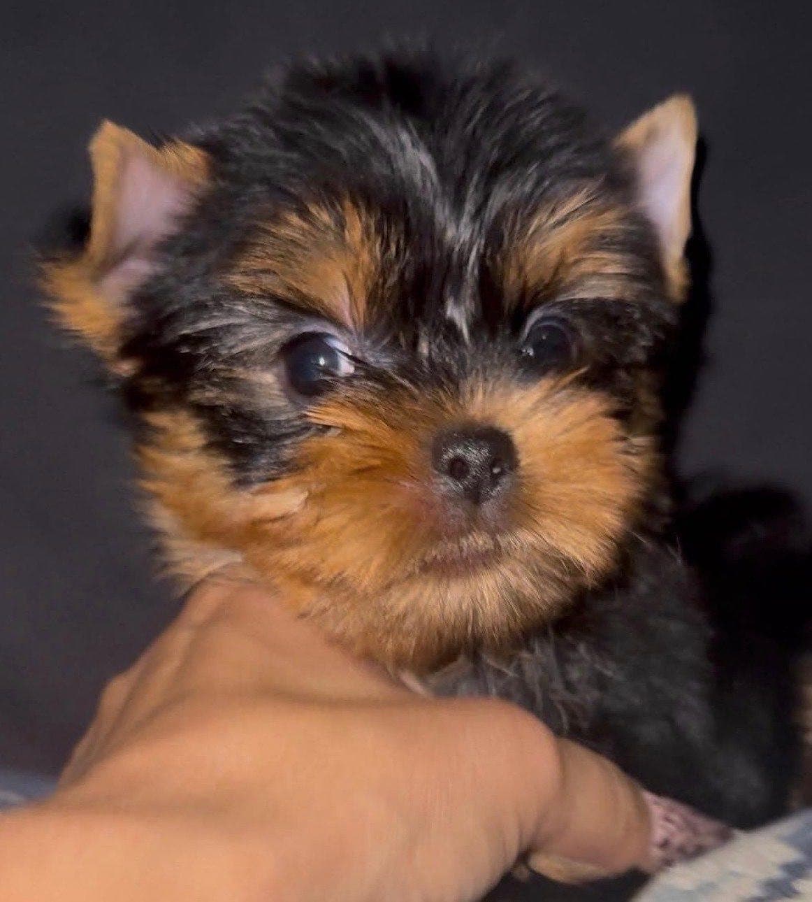 Yorkshire Terrier hannvalp fra Victorian Velvet