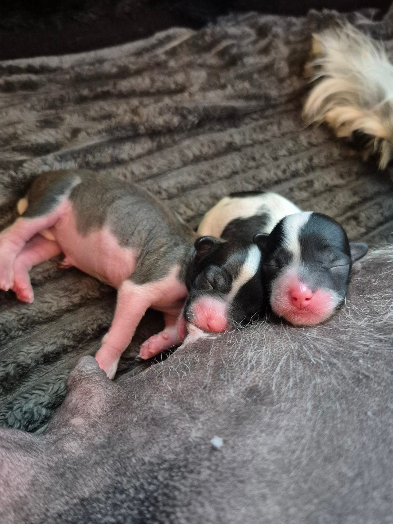 🩷 Chinese crested jente til salgs 🩷