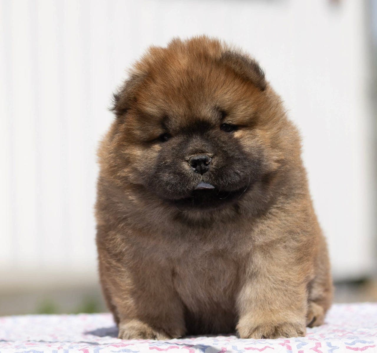 Chow chow gutten