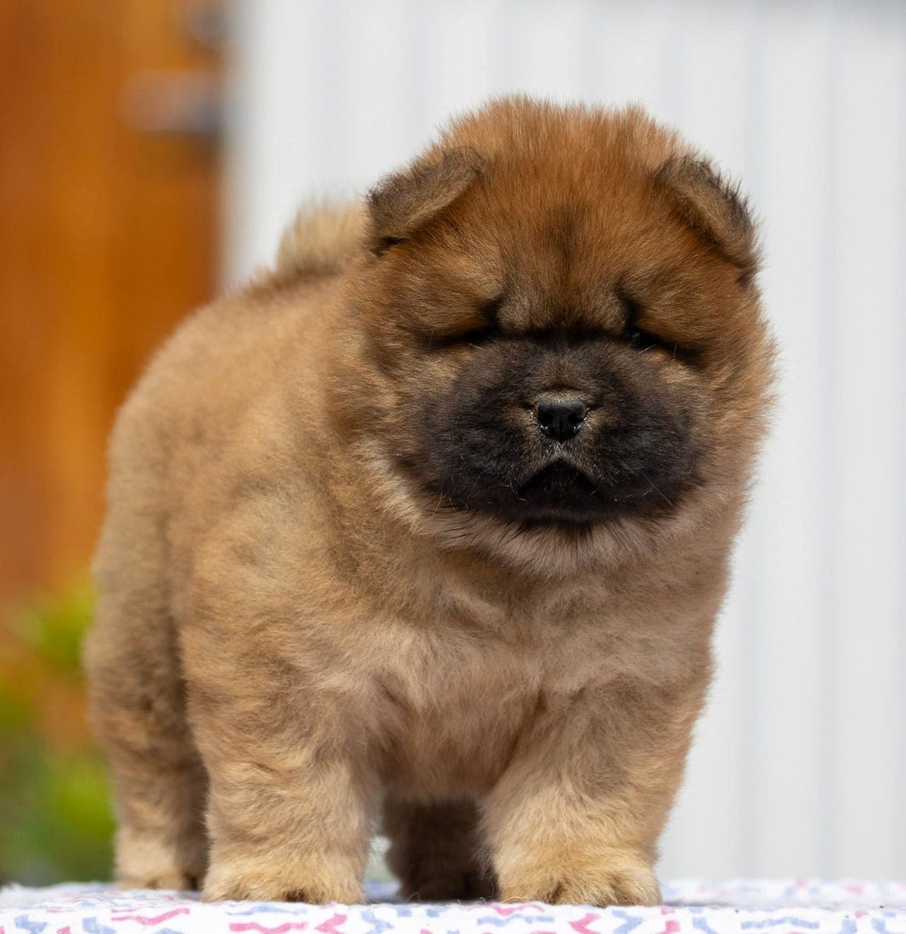Chow chow tispe
