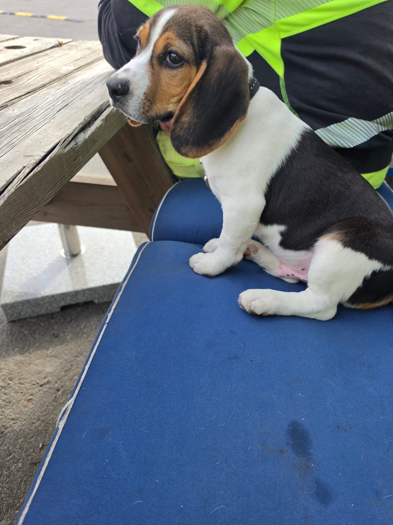 Beagle Han valp.
