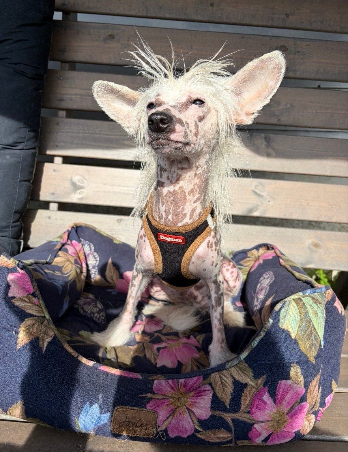 Chinese crested