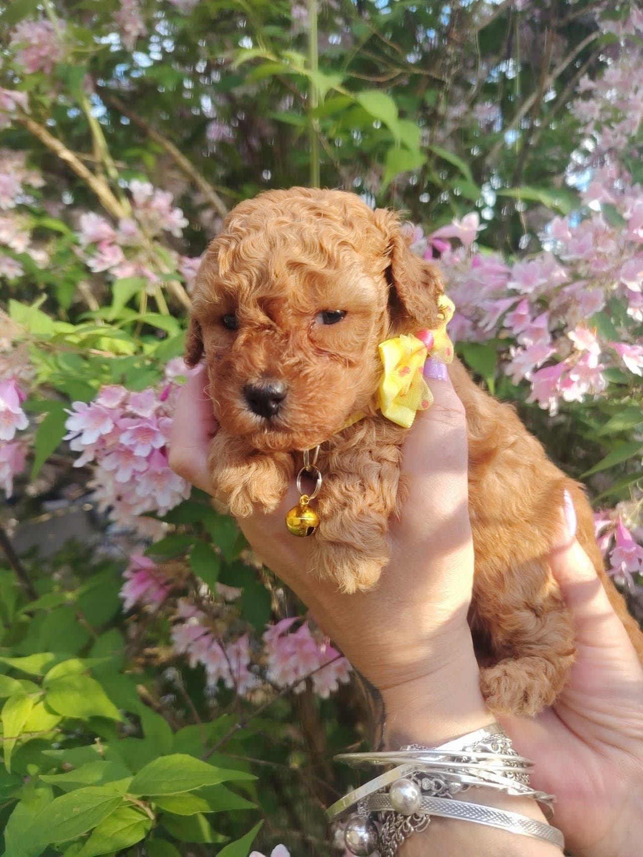 Toy Puddel valper