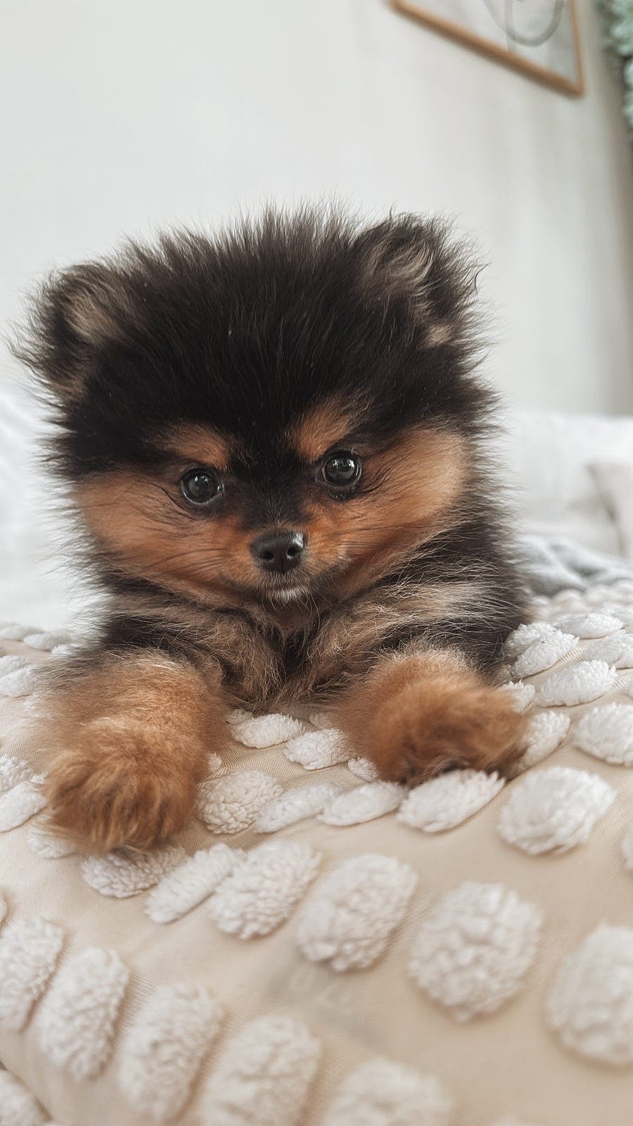 Nydelig black/tan Pomeranian tispe!