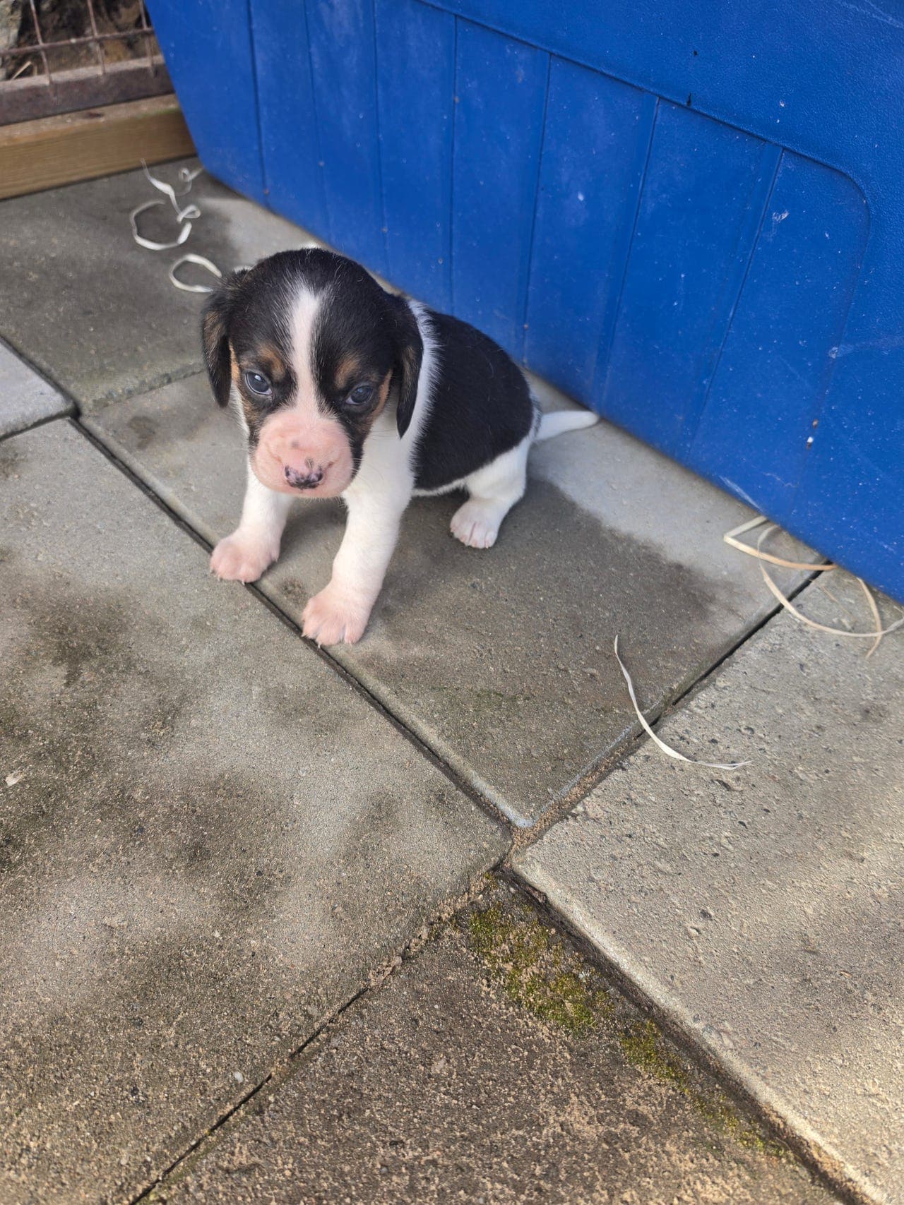 Beagle Tispe valp født 8.6 2026.