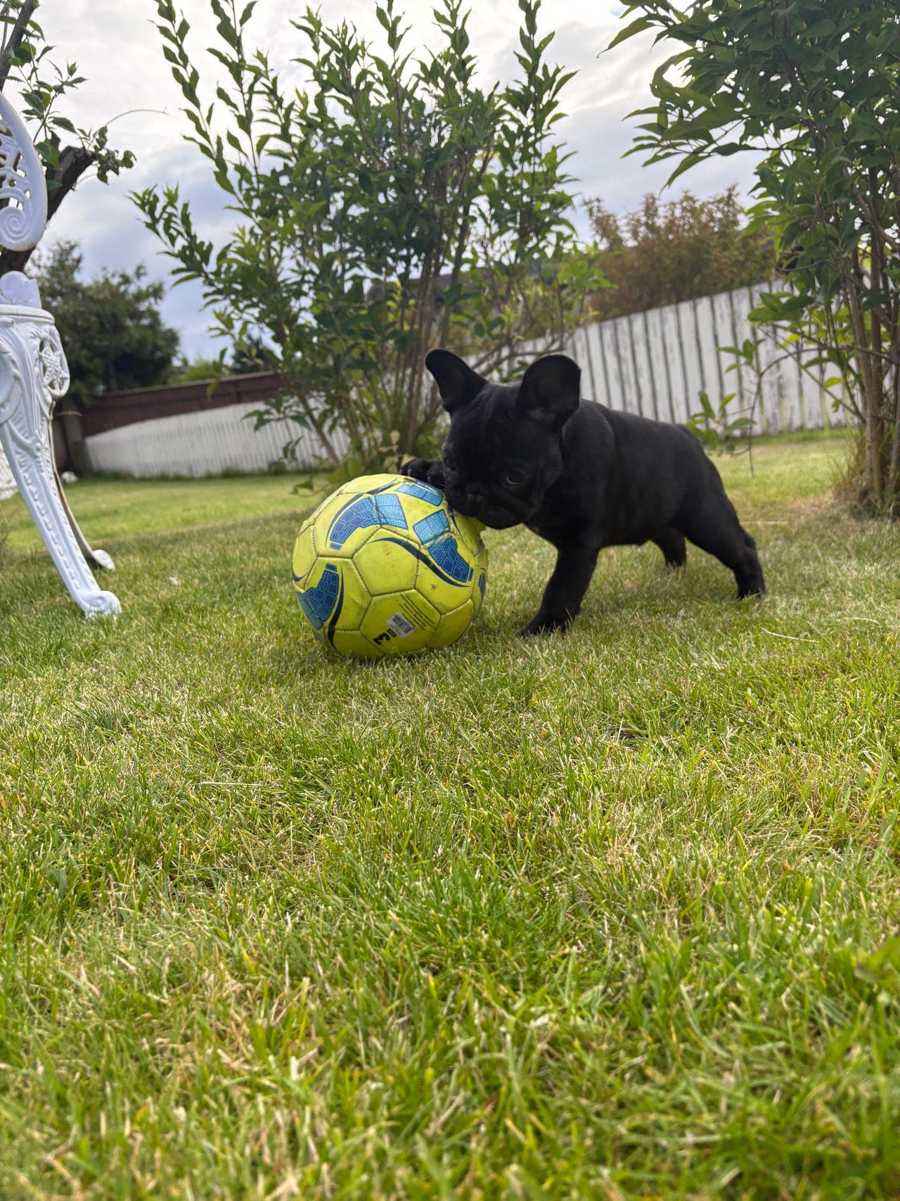 Fransk bulldog, 1 hannvalp ledig