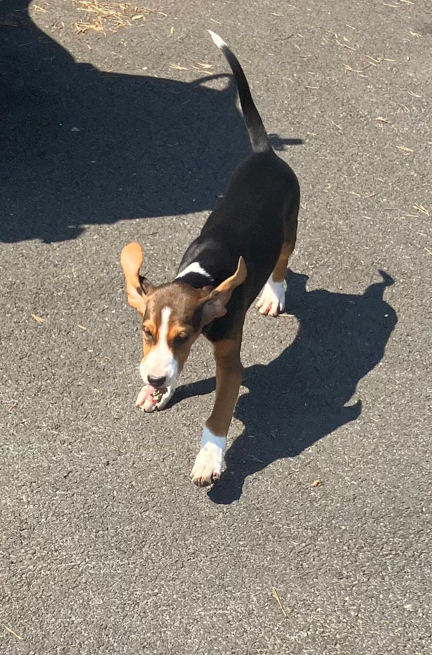 Finskstøver/harehund/støver