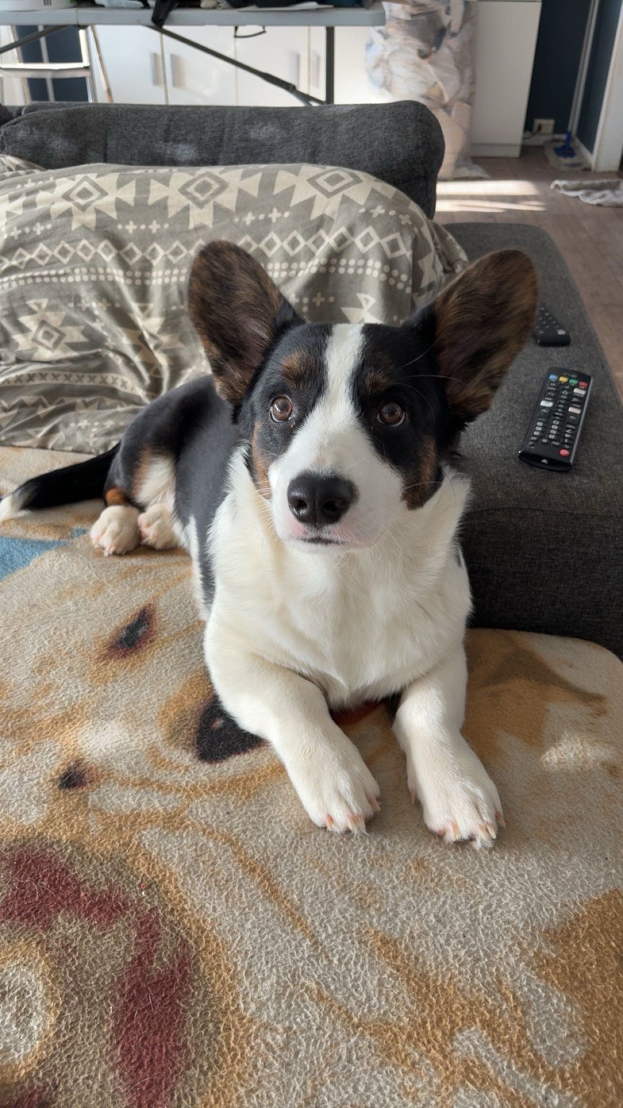Welsh Corgi Cardigan hanne 1 år og 8 måneder