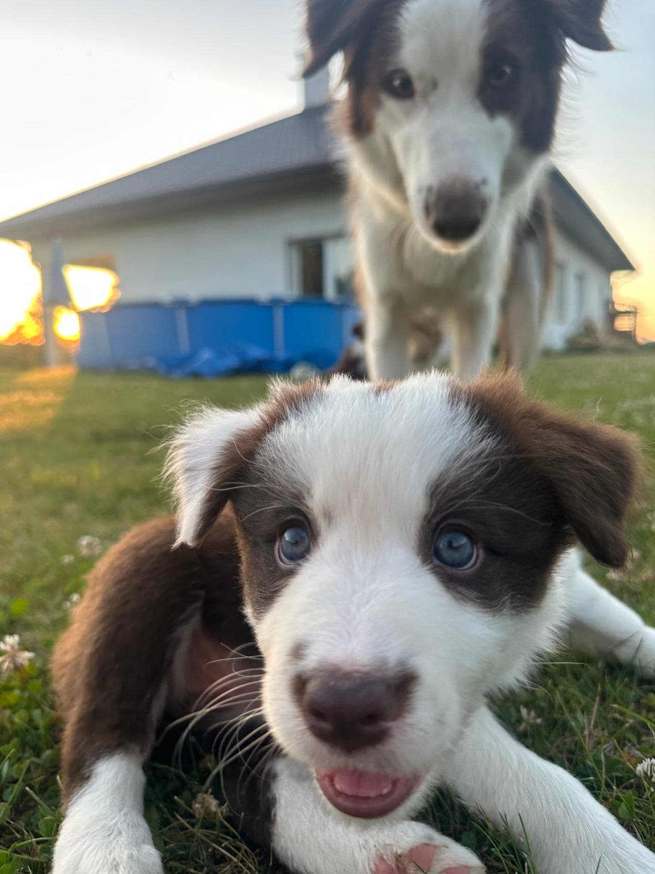 Border collie
